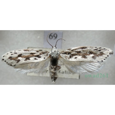Ethmia pusiella (Linnaeus, 1758) Czech69